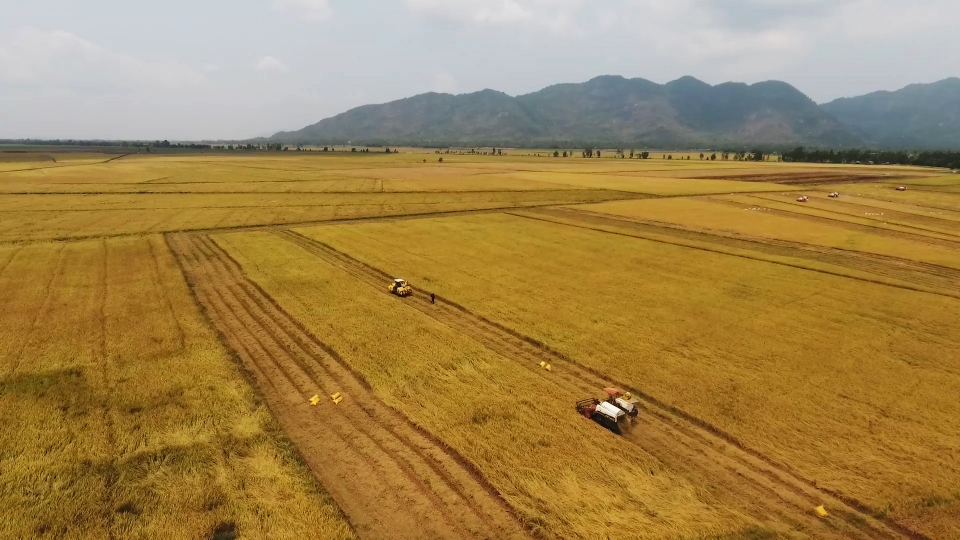 Nông nghiệp khẳng định vai trò là ‘trụ đỡ’ để phát triển kinh tế tại An Giang